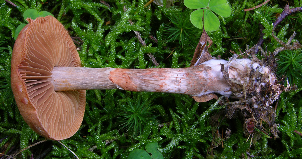 Svuotando l''archivio 2009....3� e ultima parte.